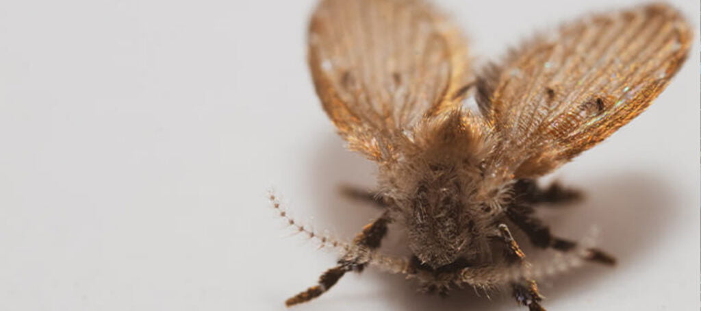 rioolvliegjes rioolservice de lange