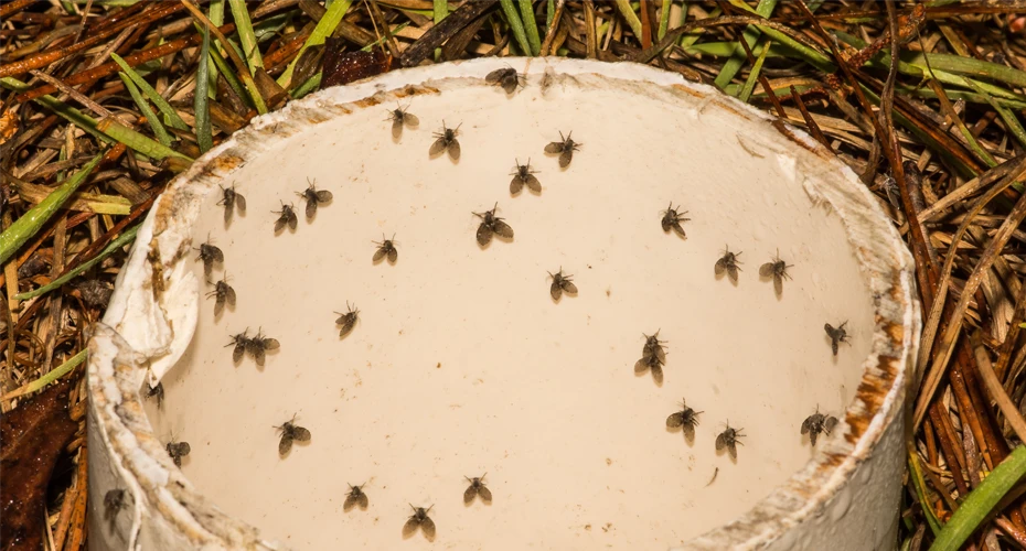 Blog afbeelding wat te doen bij rioolvliegjes 2