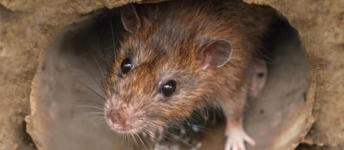 Ratten in het riool overzicht foto