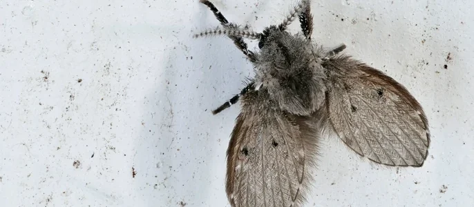 Waar komen riool vliegjes vandaag overzicht foto
