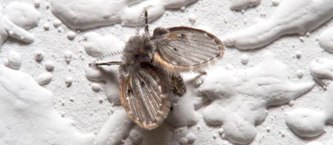 Wat te doen bij rioolvliegjes overzicht foto